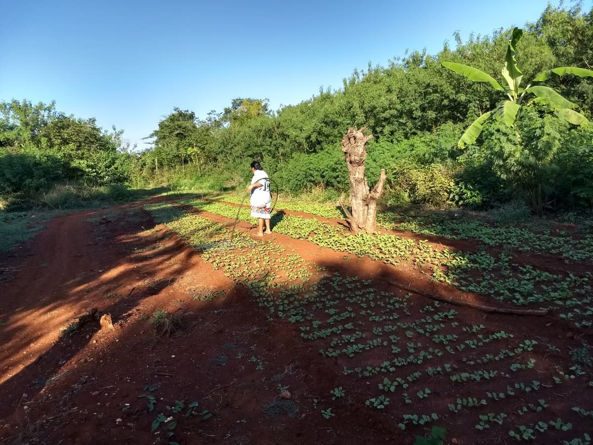 Desciende el precio de hortalizas en Carrillo Puerto