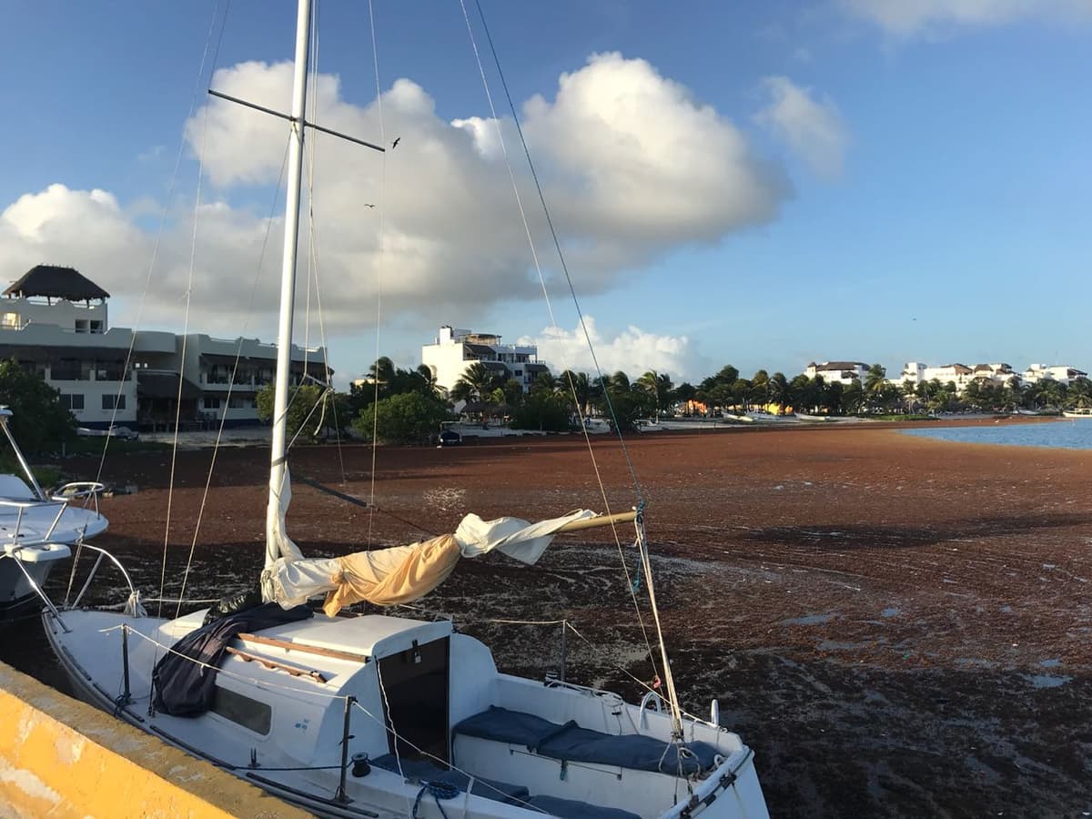 Lanzan SOS en Mahahual por sargazo