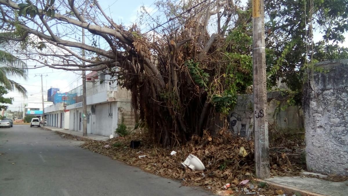 Árbol deja sin luz a vecinos de la 63