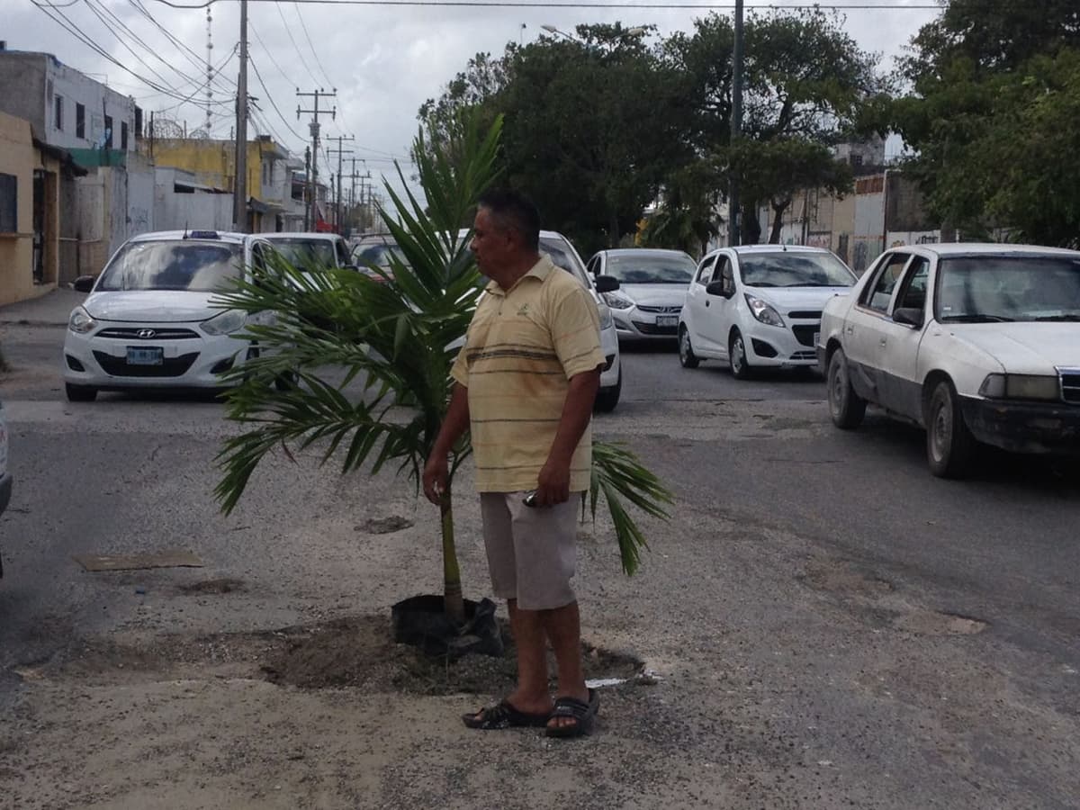 Plantan árboles en baches de Cancún