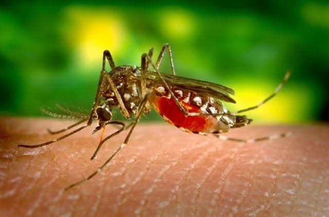 Descubren fármaco que podría erradicar la malaria