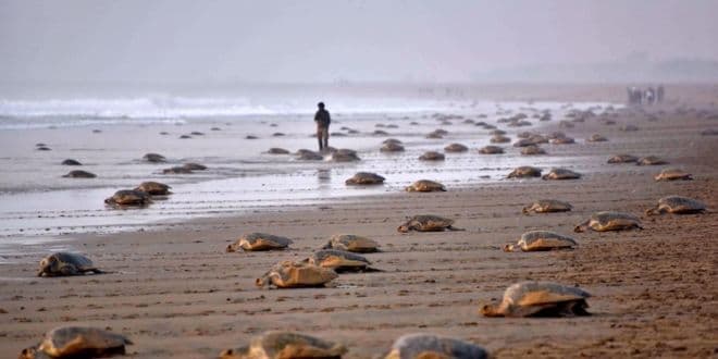 Tortugas desovan después de 20 años