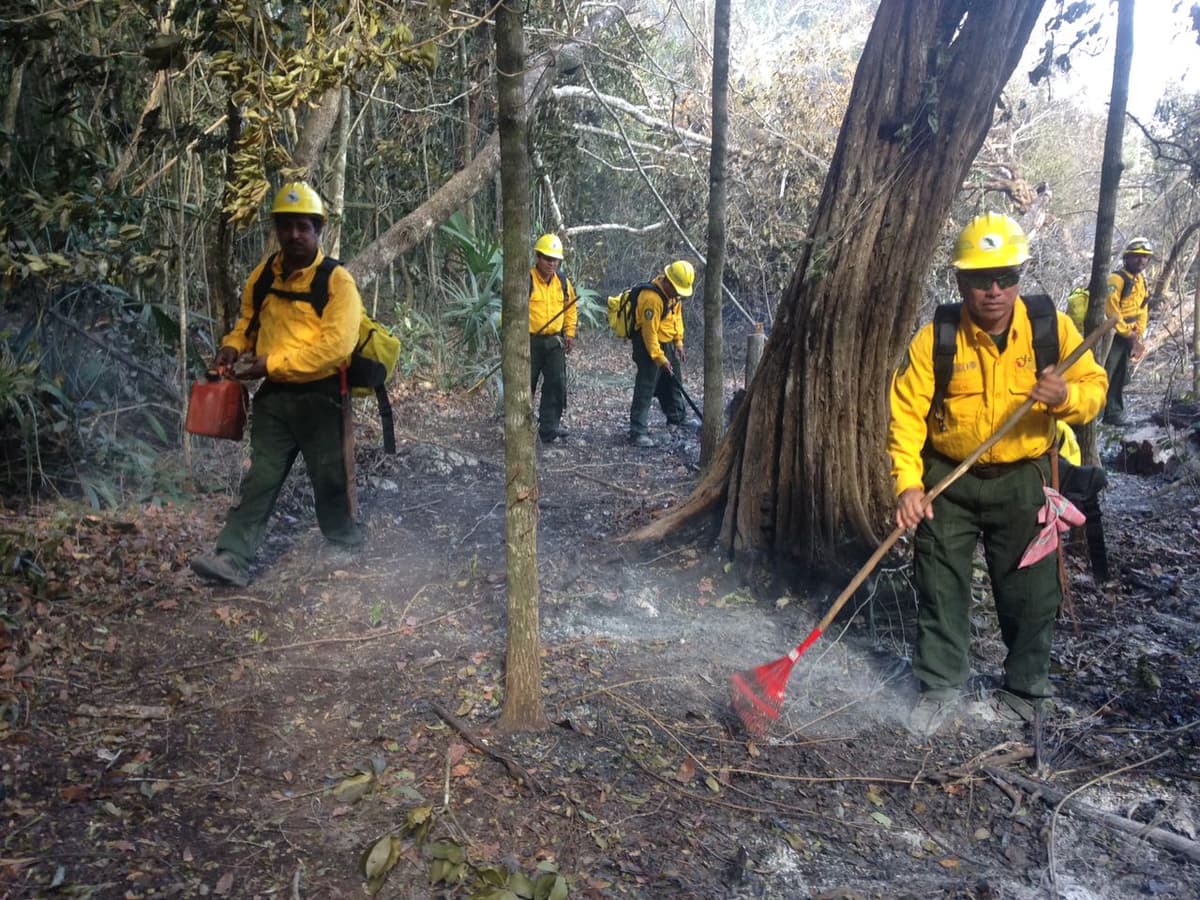 Consume incendio forestal cinco hectáreas en la zona maya