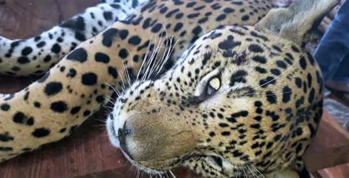 Hallan jaguar muerto en Tulum; Profepa "brilla por su ausencia"