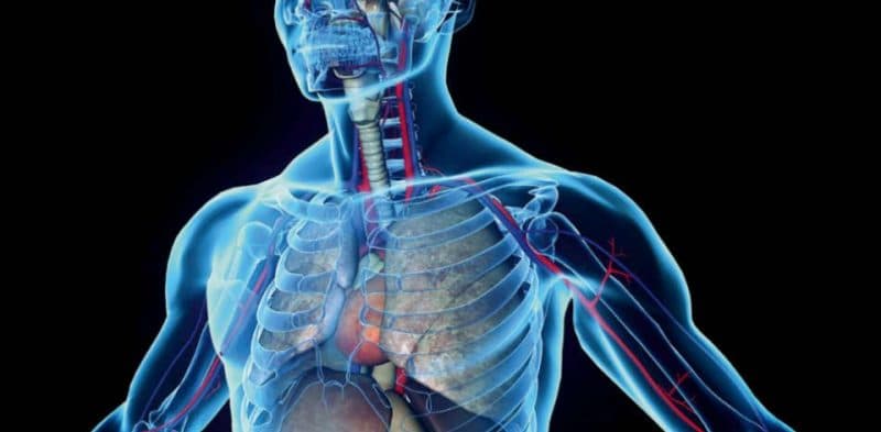 "Intersticio" el supuesto nuevo órgano humano