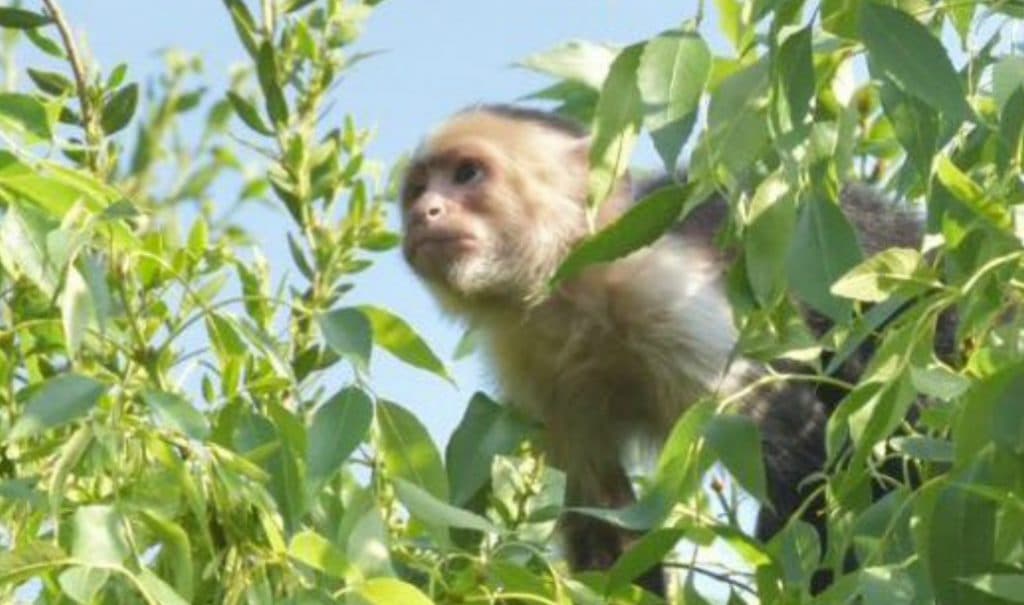 Mono burla la ley al no bajarse de un árbol en la CDMX