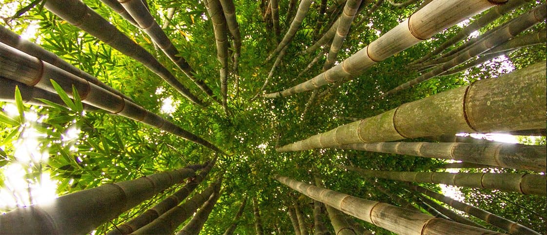 Esta planta es la nueva alternativa ecológica para la construcción de viviendas