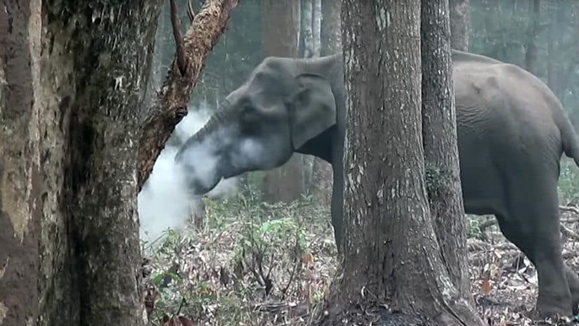 Elefante de la India es soprprendido fumando y se vuelve Viral