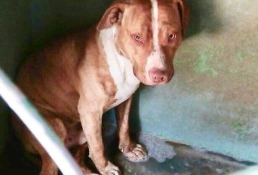 Pitbull arranca oreja a supuesto ladrón