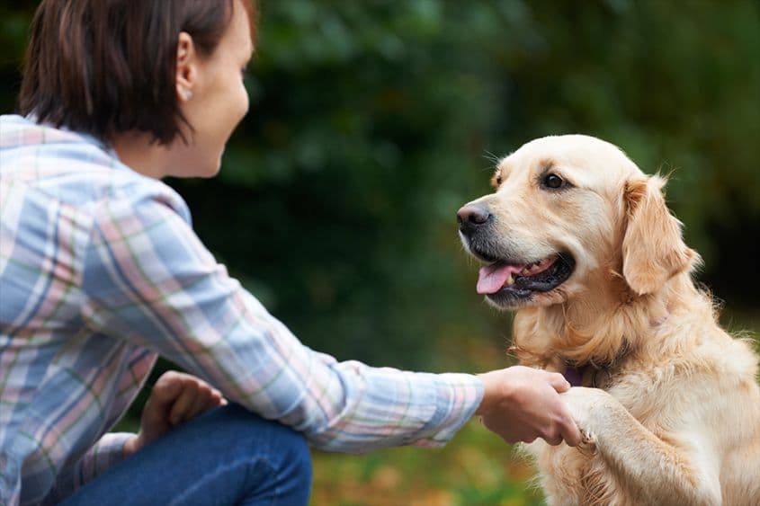 Científicos revelan cómo hablarle a los perros para crear un mejor vínculo.