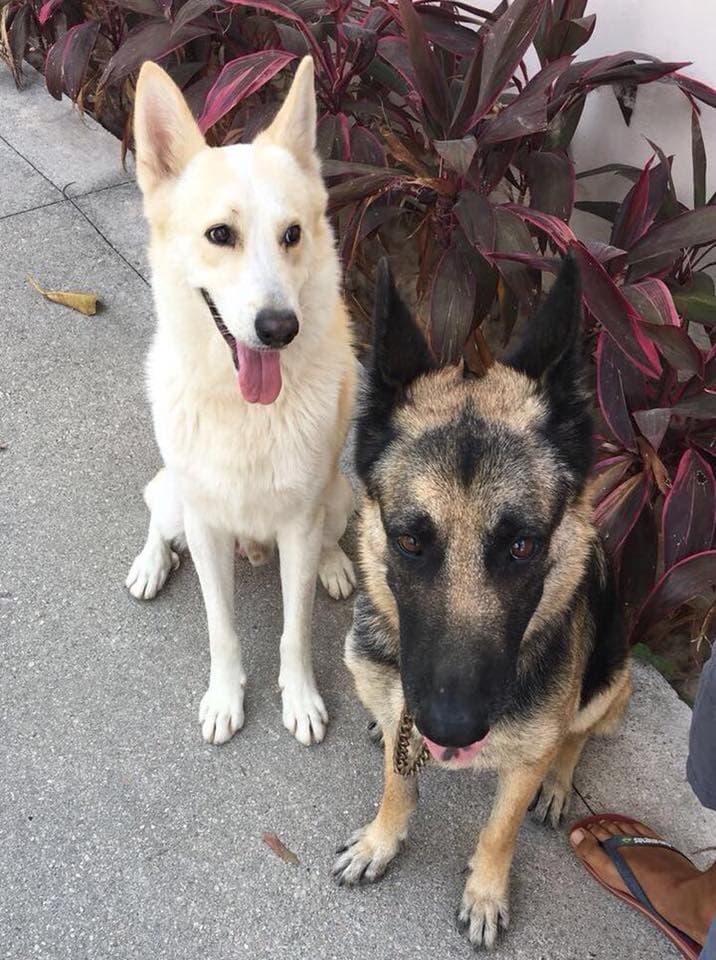 Perro cae en cenote en Playa del Carmen y se viraliza
