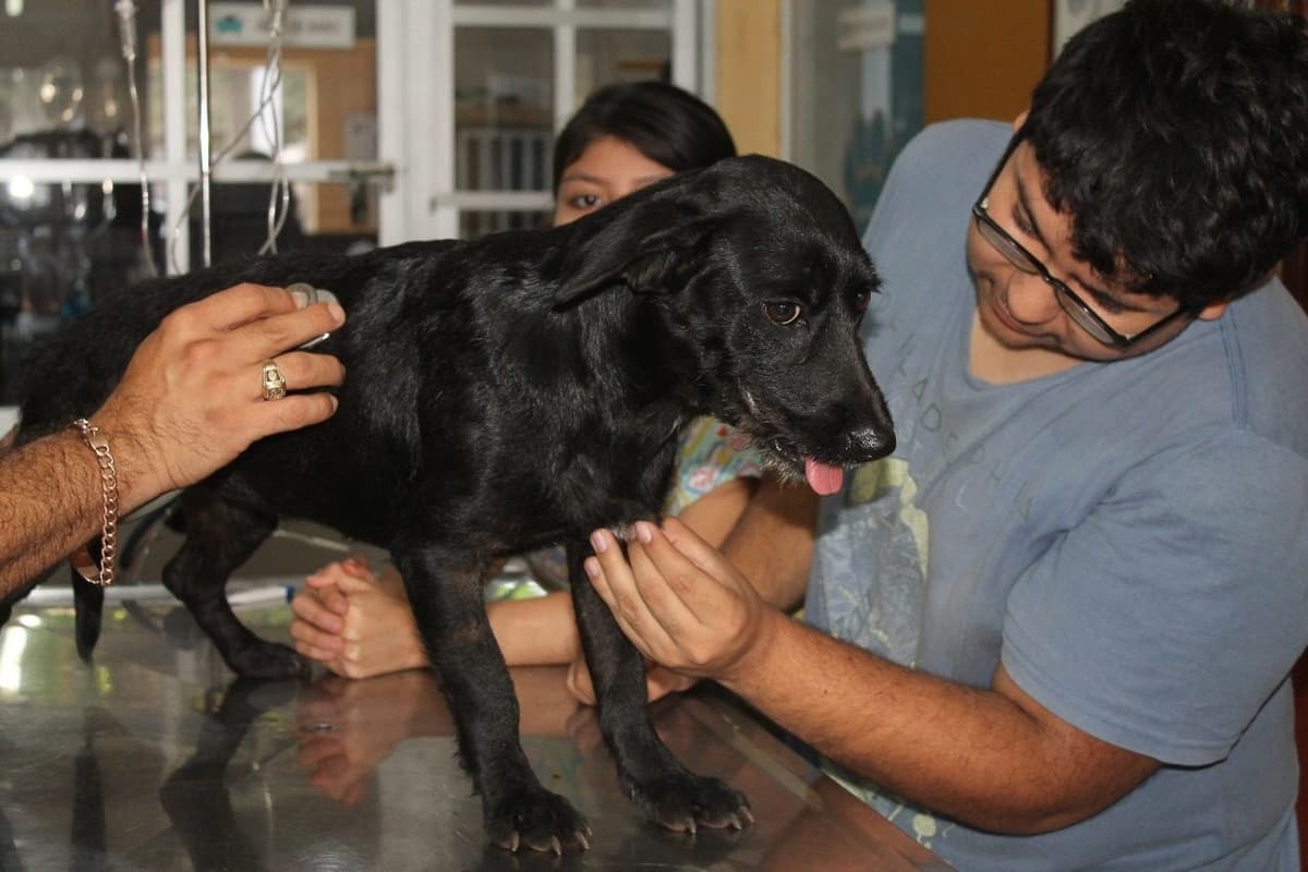 Localizan a perrito pateado por corredor en Valladolid
