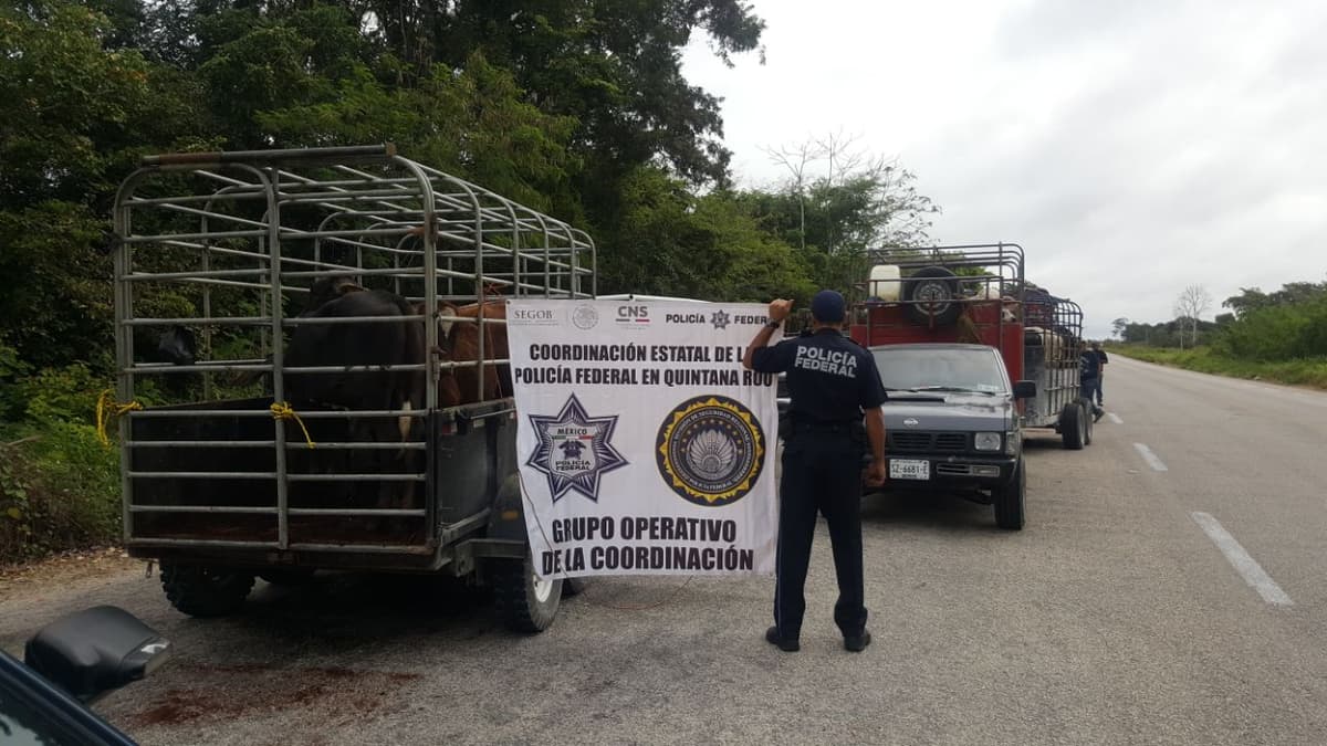 Se dispara el abigeato en el sur de Q. Roo