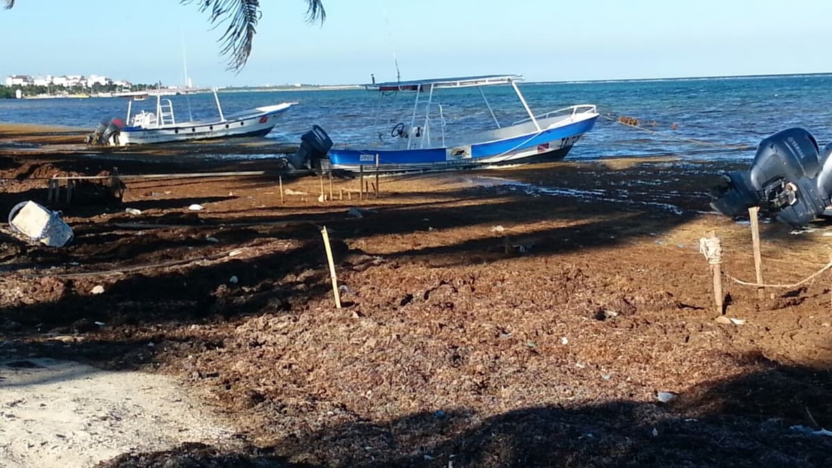 Retiran 50 toneladas al día de sargazo en Mahahual