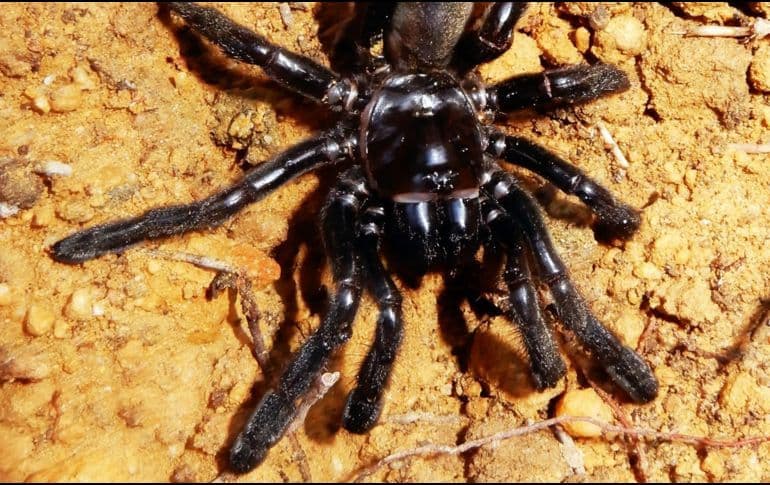 Muere la araña más vieja del mundo y pudo vivir más si no fuera por esto