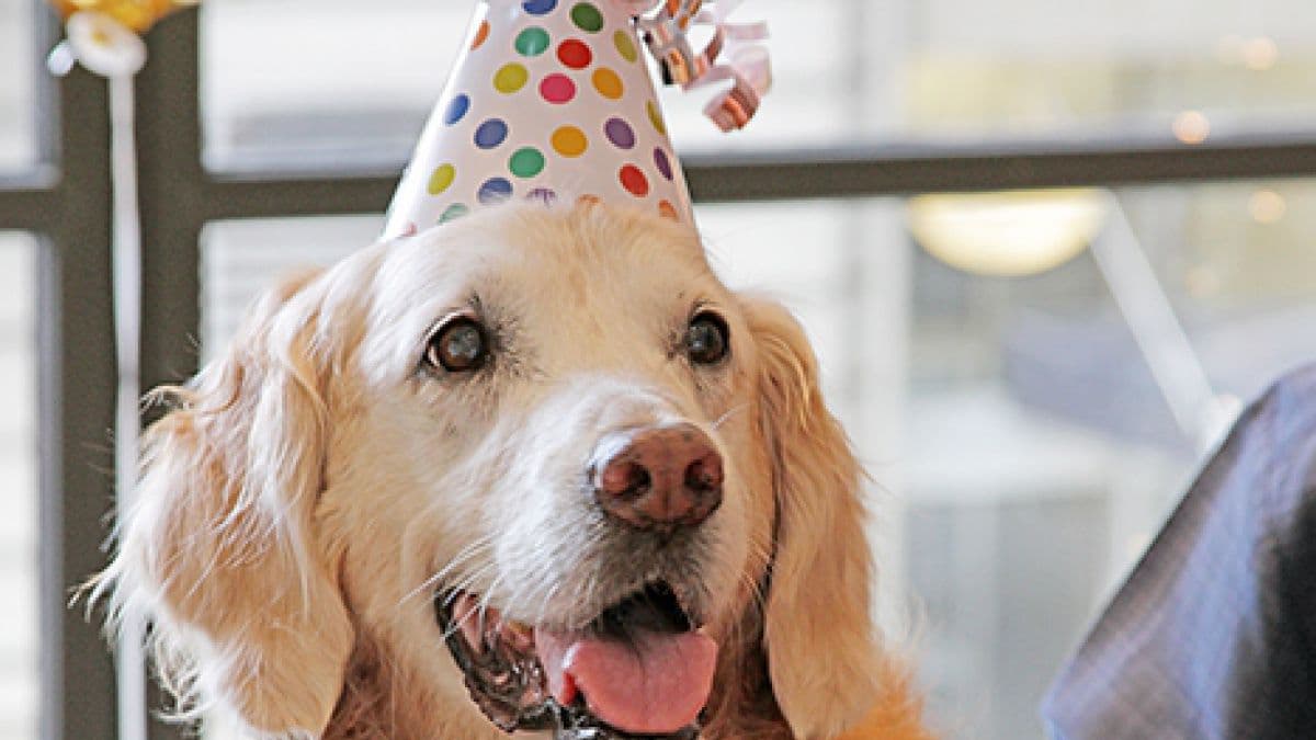 Con esta herramienta puedes conocer la edad real de tu perro