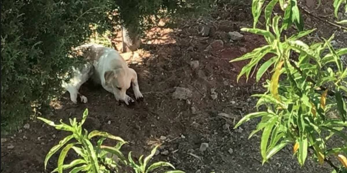 Mujer le corta las patas a sus perros porque rascaban su jardín