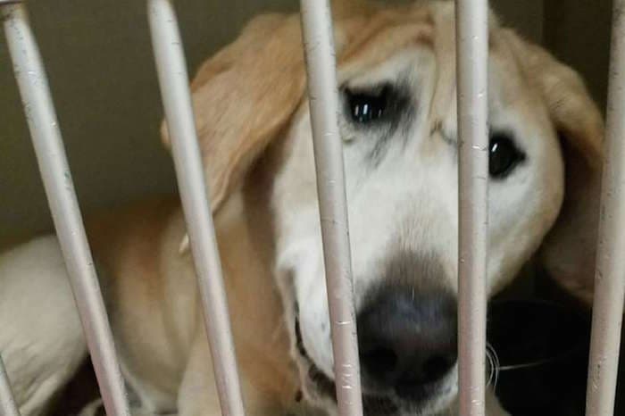 Labrador con malformación encuentra un hogar feliz tras ser maltratado durante siete años