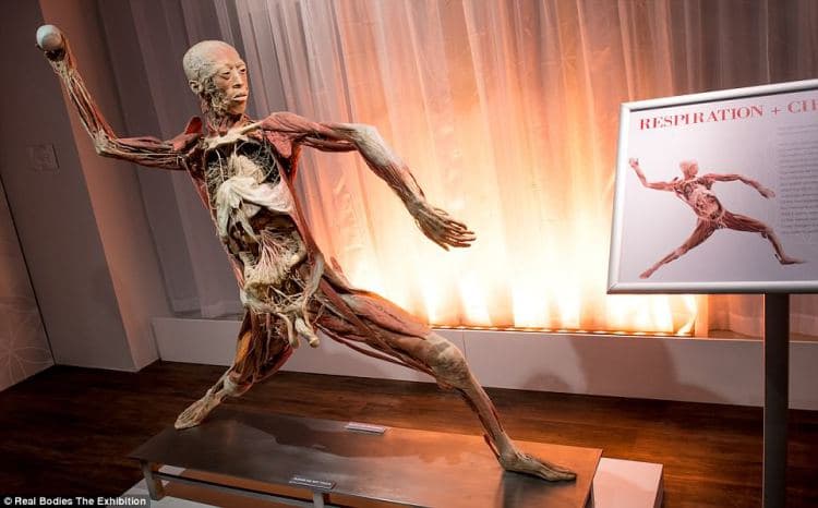 Exposición de "Cuerpos Reales" podría usar cadáveres de prisioneros políticos ejecutados