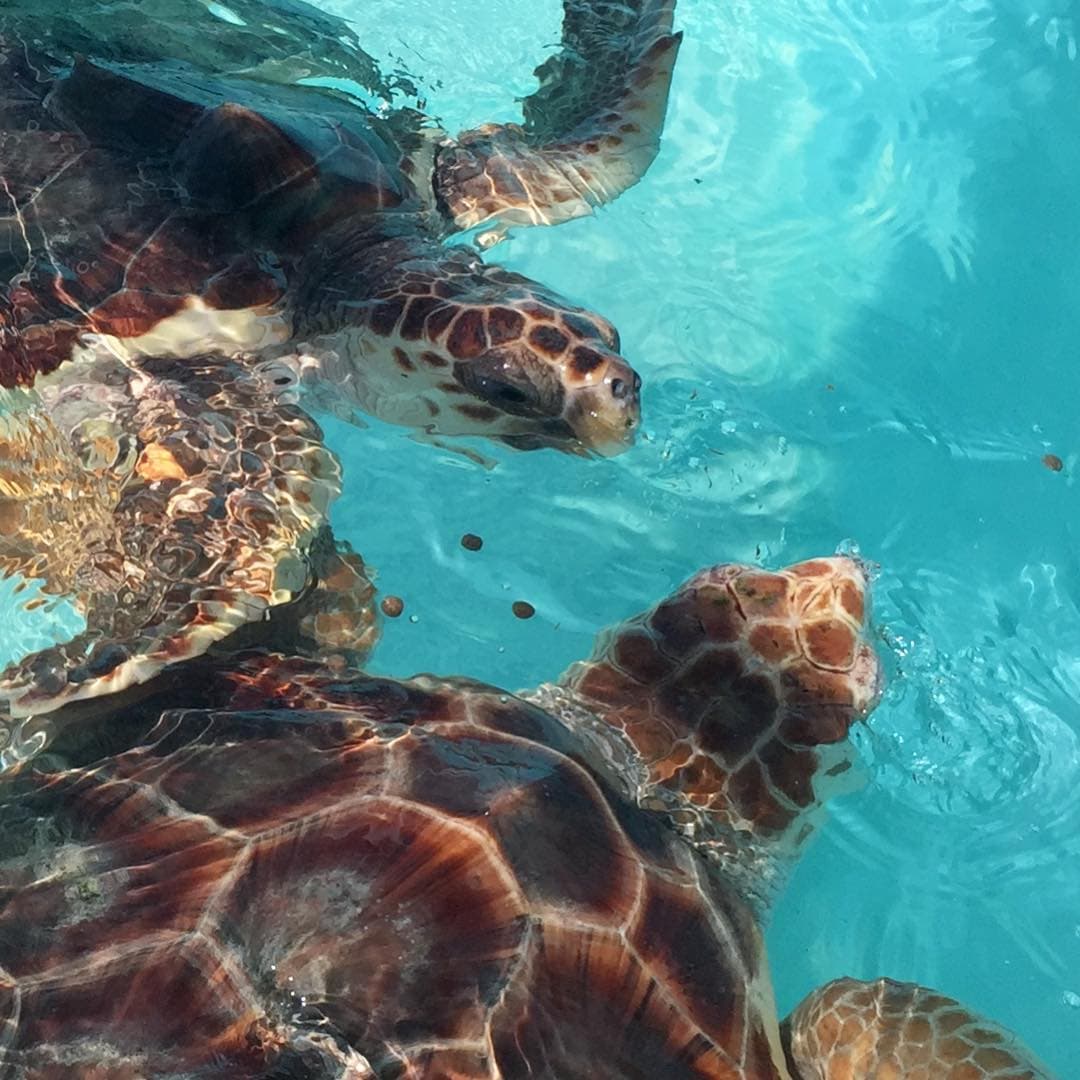 Tortugranja: un espacio dedicado al cuidado de las tortugas