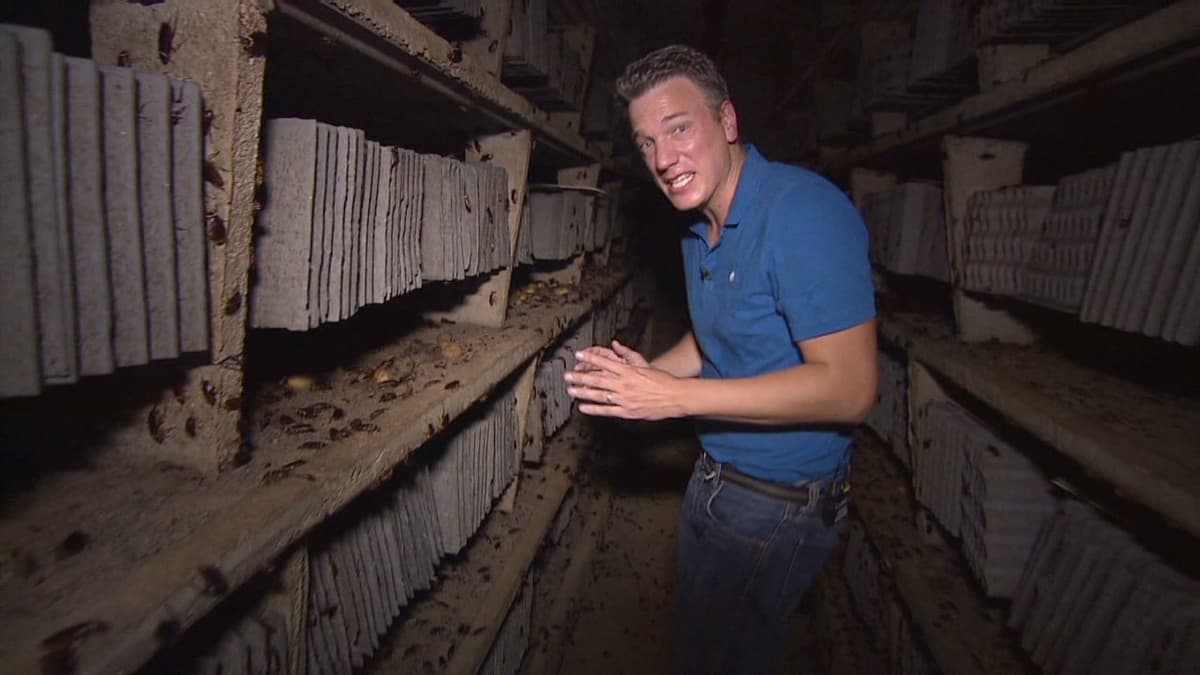 China crea una granja con 6 millardos de cucarachas, mayor a toda la población terrestre