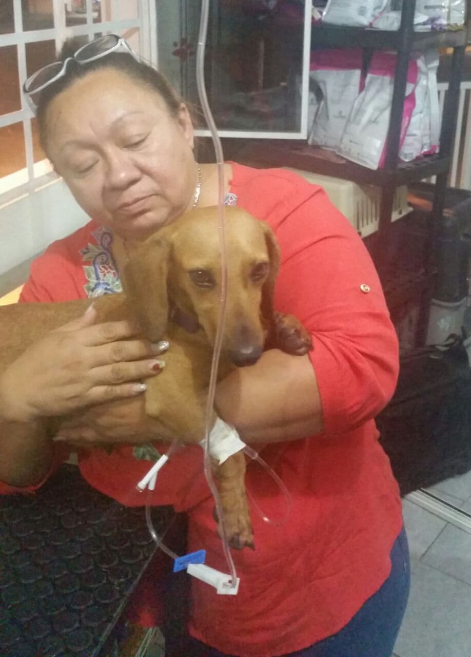 Defensores de animales levantan voz contra el maltrato