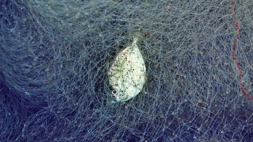 Encuentran red "fantasma" que mató a peces y tiburones en el Caribe