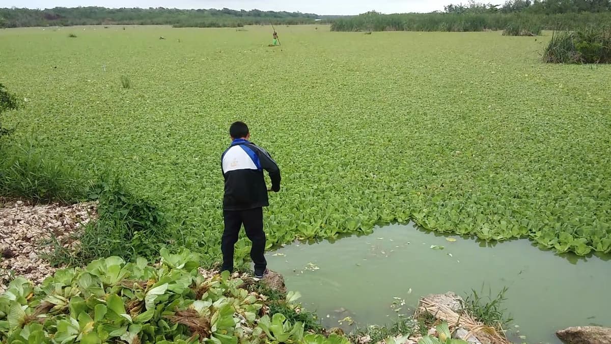 Como una plaga se expande el lirio en lagunas de Chetumal