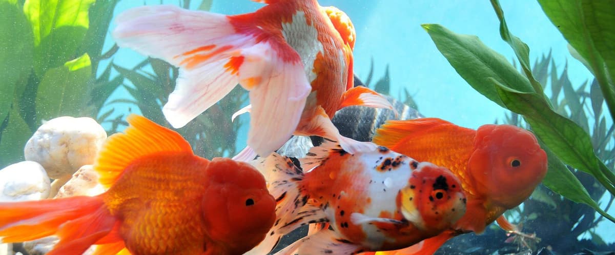 México produce cerca de 60 millones de peces de ornato anuales