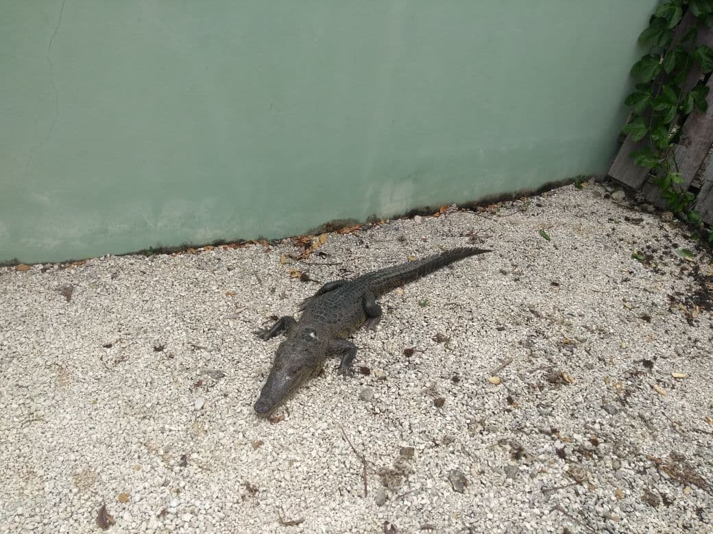 Rescatan cocodrilo y lo liberan en su hábitat