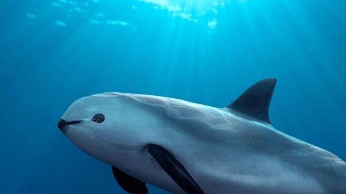 Redes "fantasma" atentan contra especies como la vaquita marina