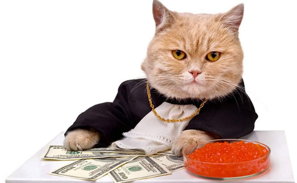 Los tres gatos más ricos del mundo