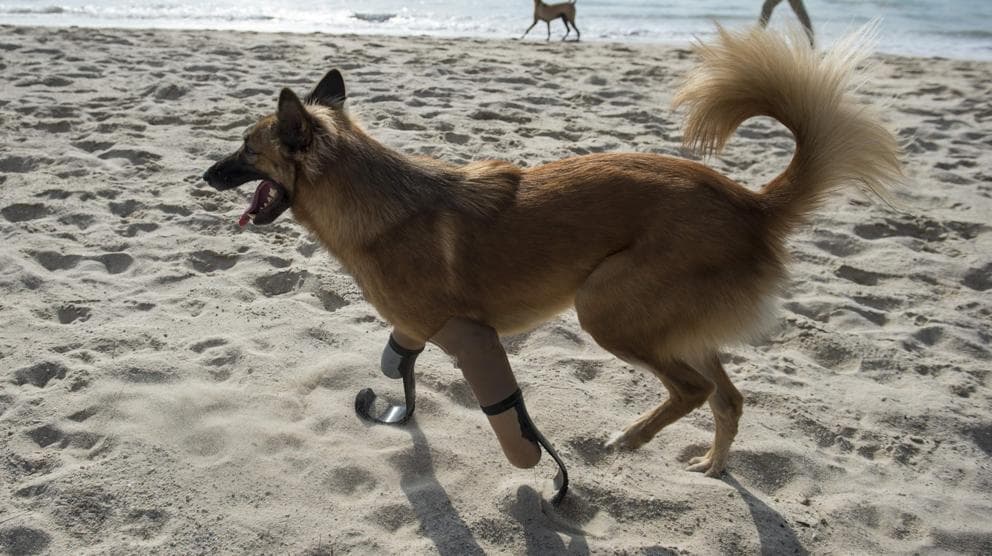 Prótesis hacen caminar a un perro brutalmente amputado