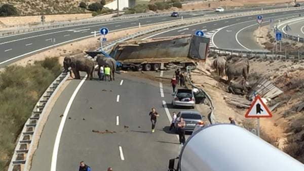 Accidente carretero en España hiere a cuatro elefantes y mata a uno más