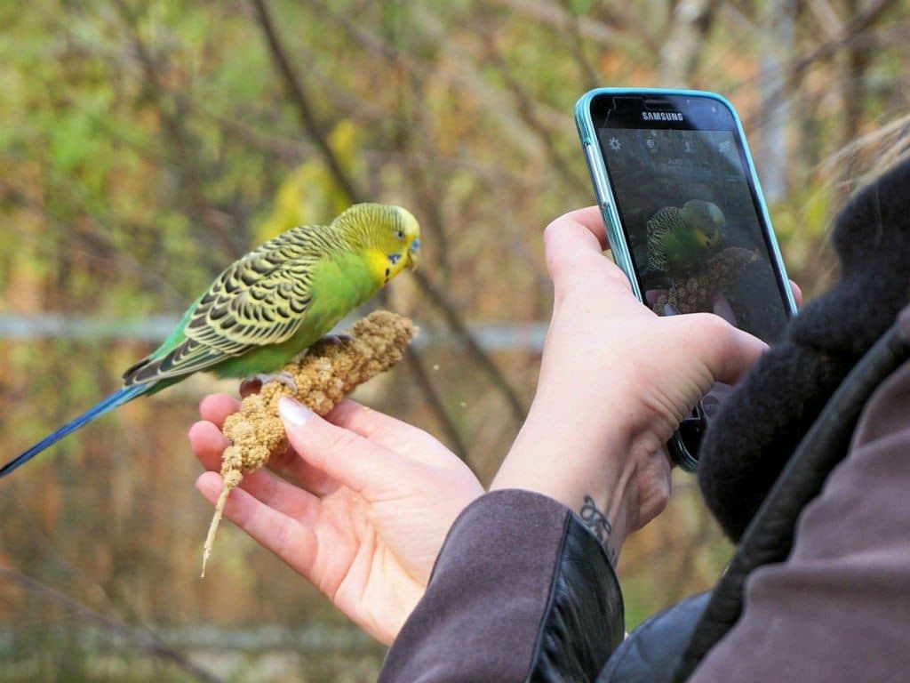 Seek, el "Shazam" de plantas y animales