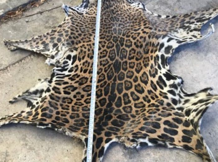 Aseguran piel de jaguar en Tizimín