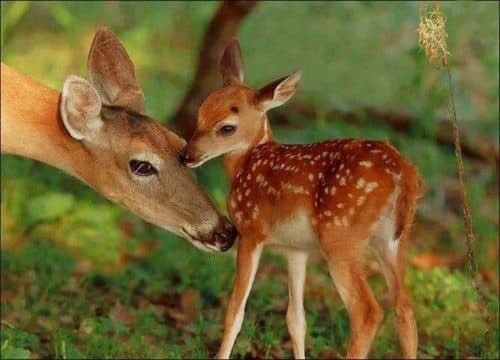 ¡Insólito! Encuentran a ciervo de dos cabezas