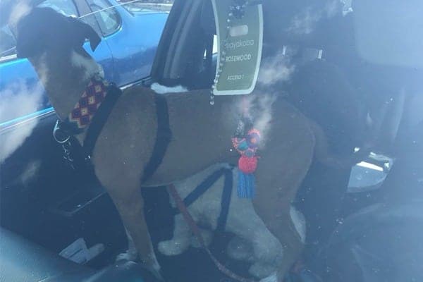 Playense saca a perro de un auto a 30ºC ¡Y lo demandan!