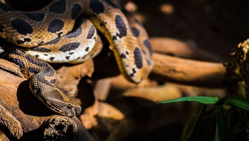 Niña muere al consumir leche envenenada