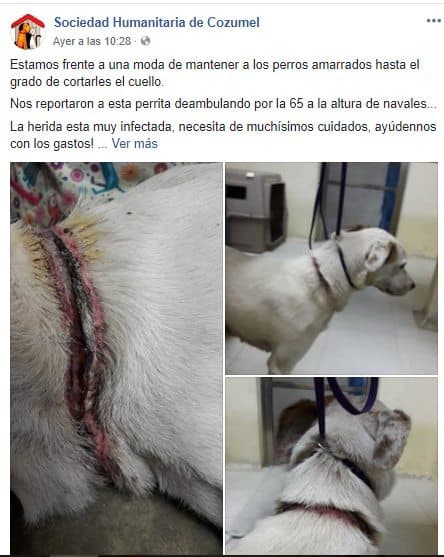 Hasta 25 perritos por mes rescatan los voluntarios