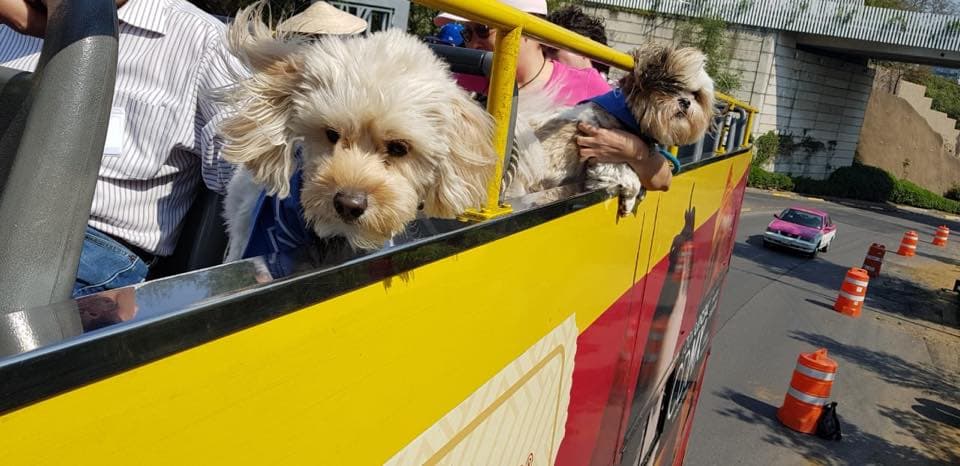Este es “Turipet”, el primer bus turístico para perros en América Latina