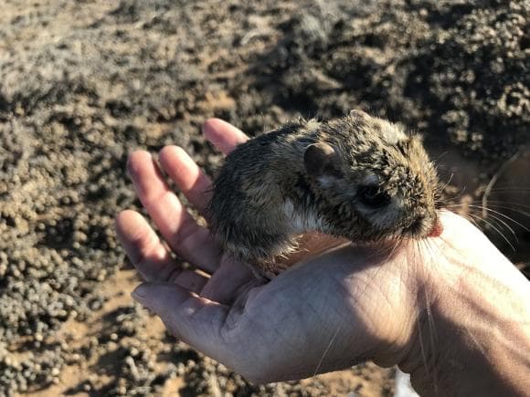 Hay esperanza de que la rata canguro no esté extinta