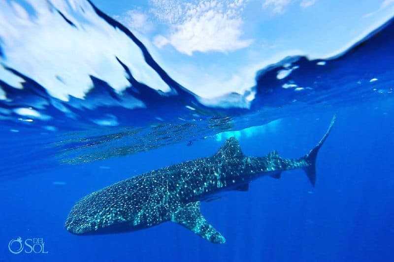 El pez más grande del mundo visita Quintana Roo en mayo