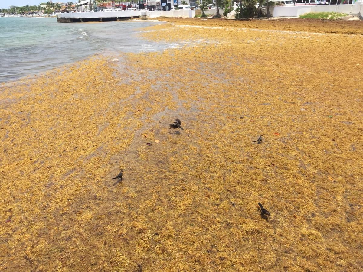 Prevén arribo de sargazo en Cozumel peor que en 2015