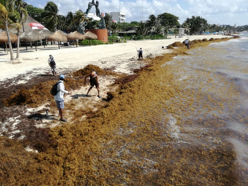 Vendrá más sargazo este año, advierte la Conanp