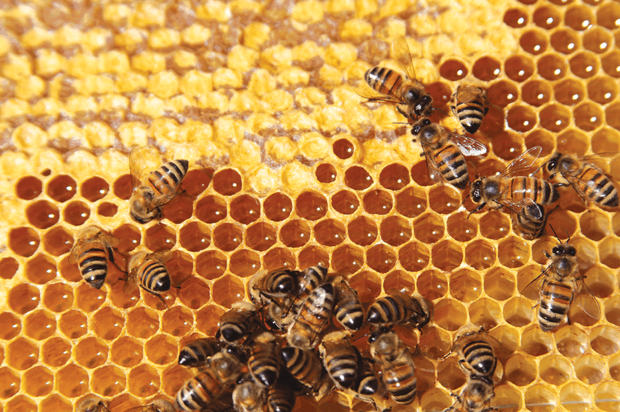 Por grandes motivos México conmemora el Día Mundial de las Abejas