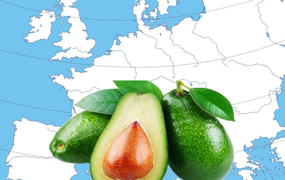 Europa se enamoró del aguacate y va por el puesto de mayor consumidor