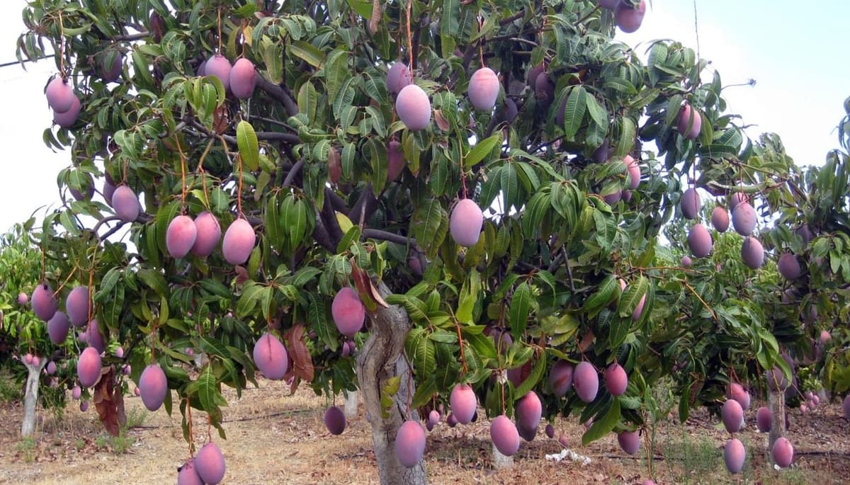 Bajar mangos le costó la vida