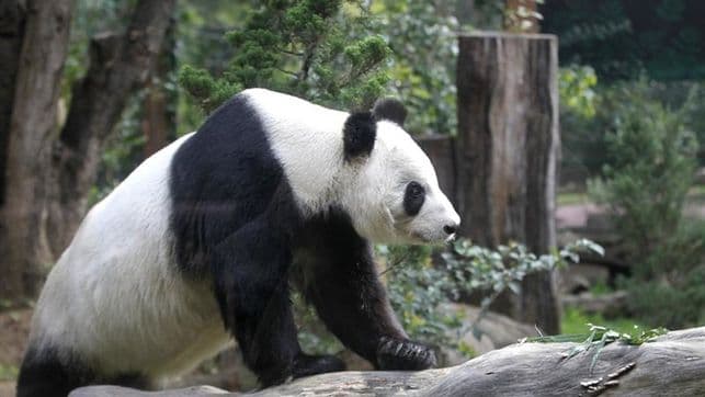 México, el hogar de los únicos pandas que no pertenecen a China