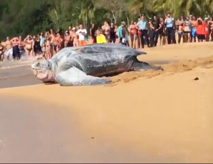 Tortuga Gigante es captada paseando por playas mexicanas